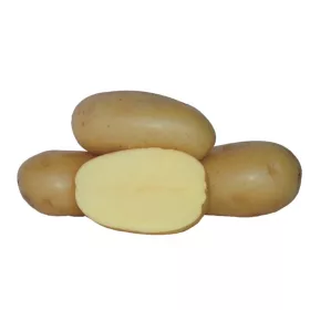 Vetőburgonya Agria 50 szem