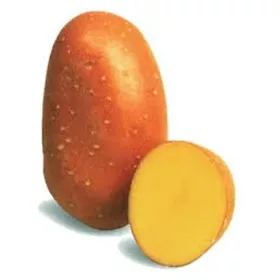 Vetőburgonya Laura 50 szem